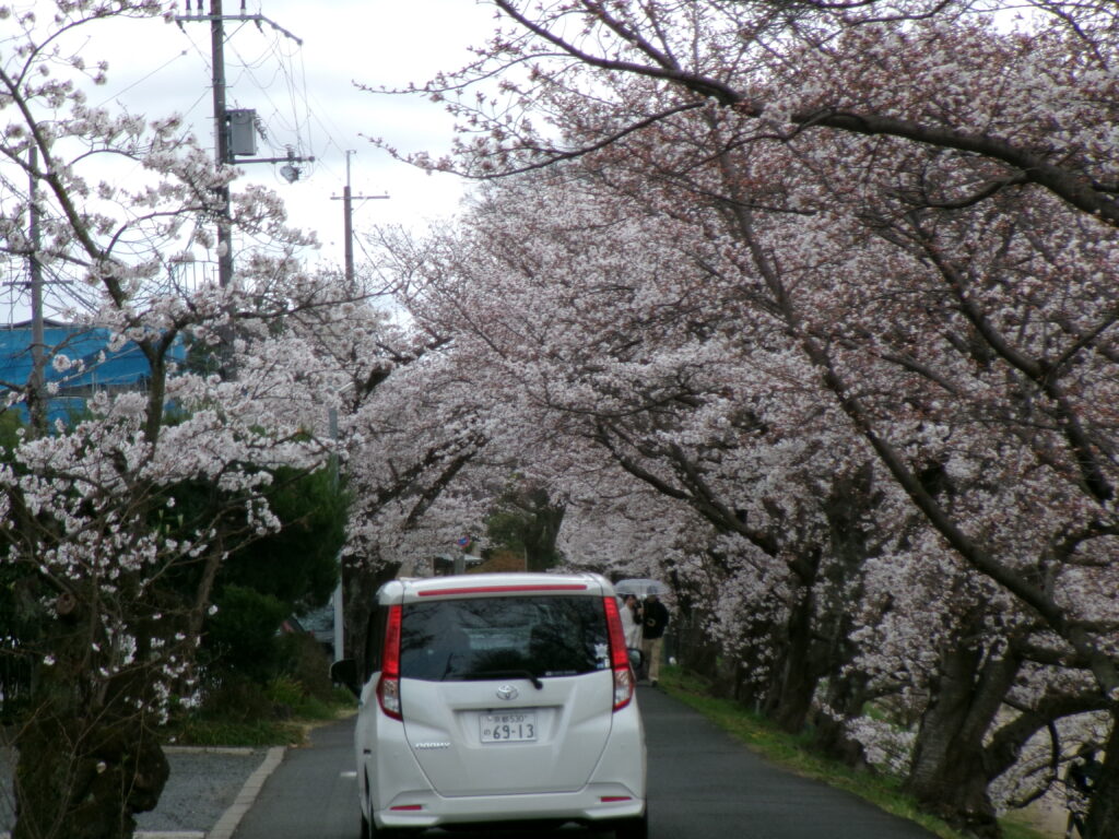 【デイサービスまごのて西陣】春爛漫！お花見イベントを開催しました。