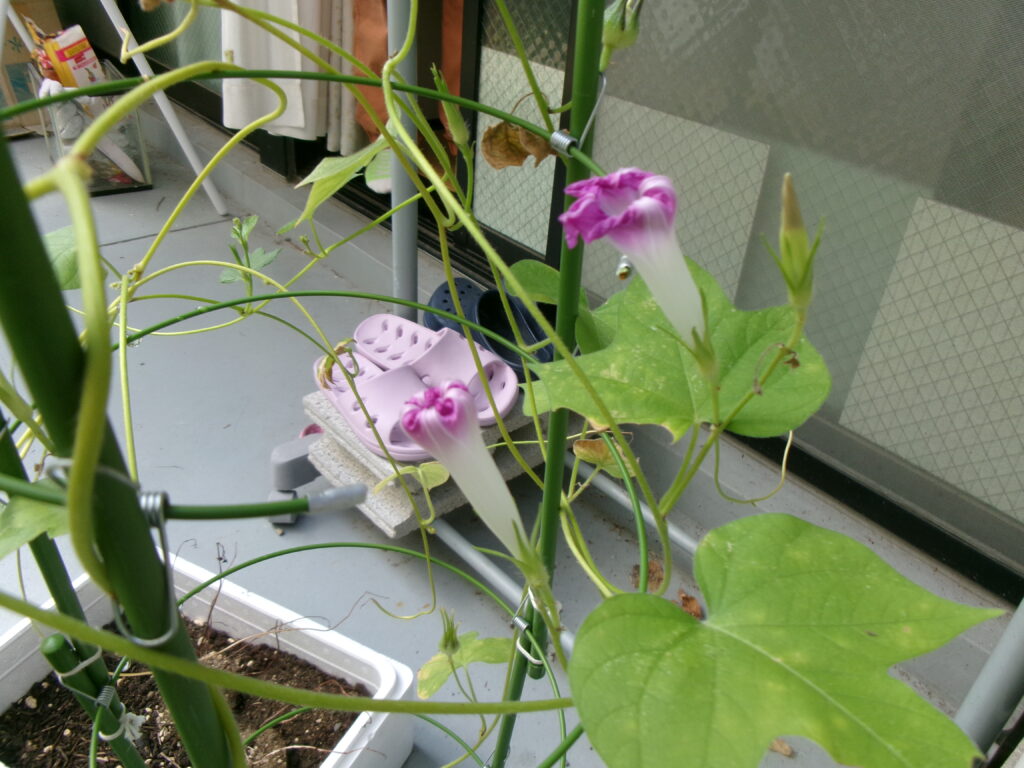 朝顔でつながる地域とデイサービス