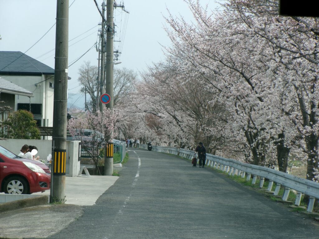 桜並木の中で、春のひとときを